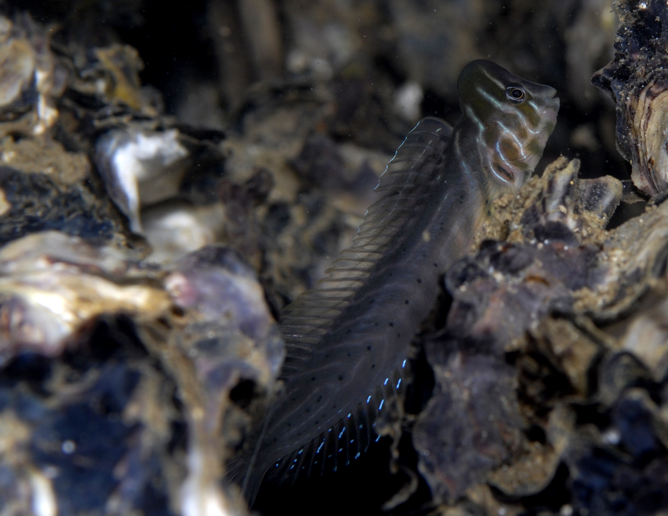 _JFG5294 – Australian, oyster, blenny, Omobranchus, anolius, matapouri, invasive, crispin, underwater